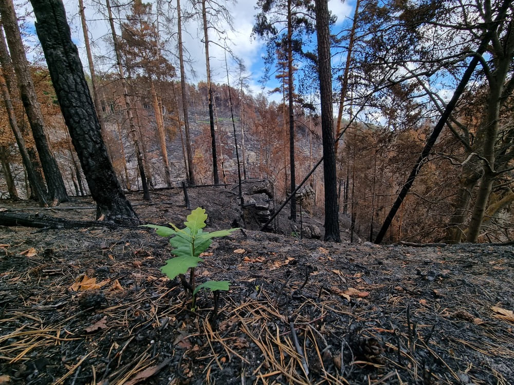 post-fire